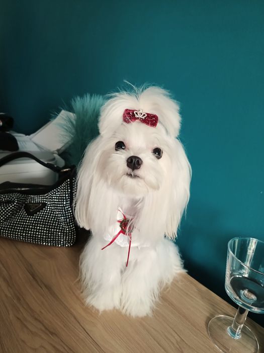 Maltańczyk reproduktor malutki 1.9