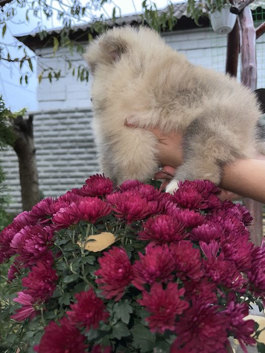 Шикарний міні мішка