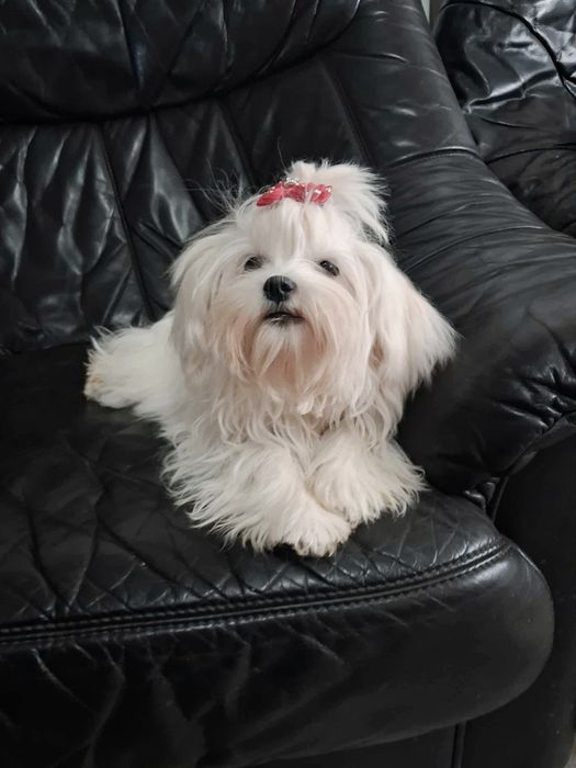 Śliczny piesek maltańczyk