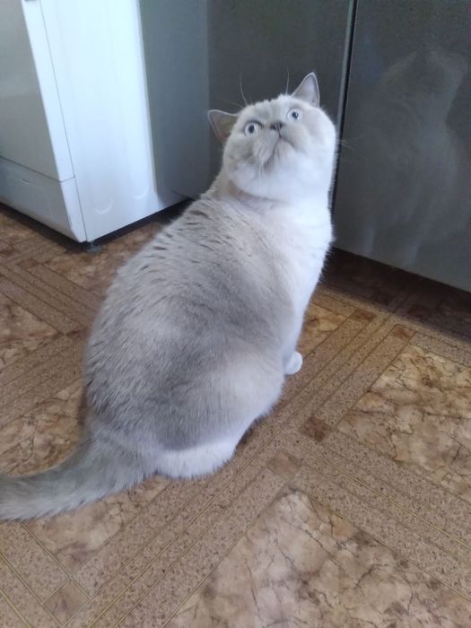 Кот британец в хорошие руки.