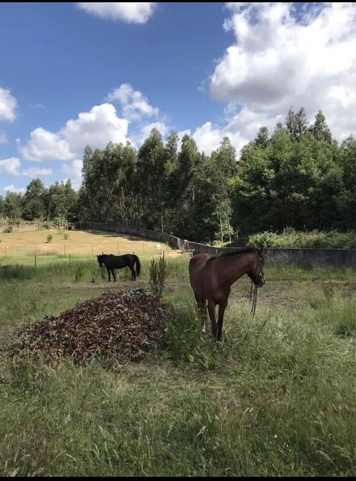Linda Quinta , Terreno