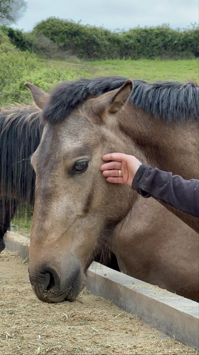 The Lusitano of your dreams is here !!!
