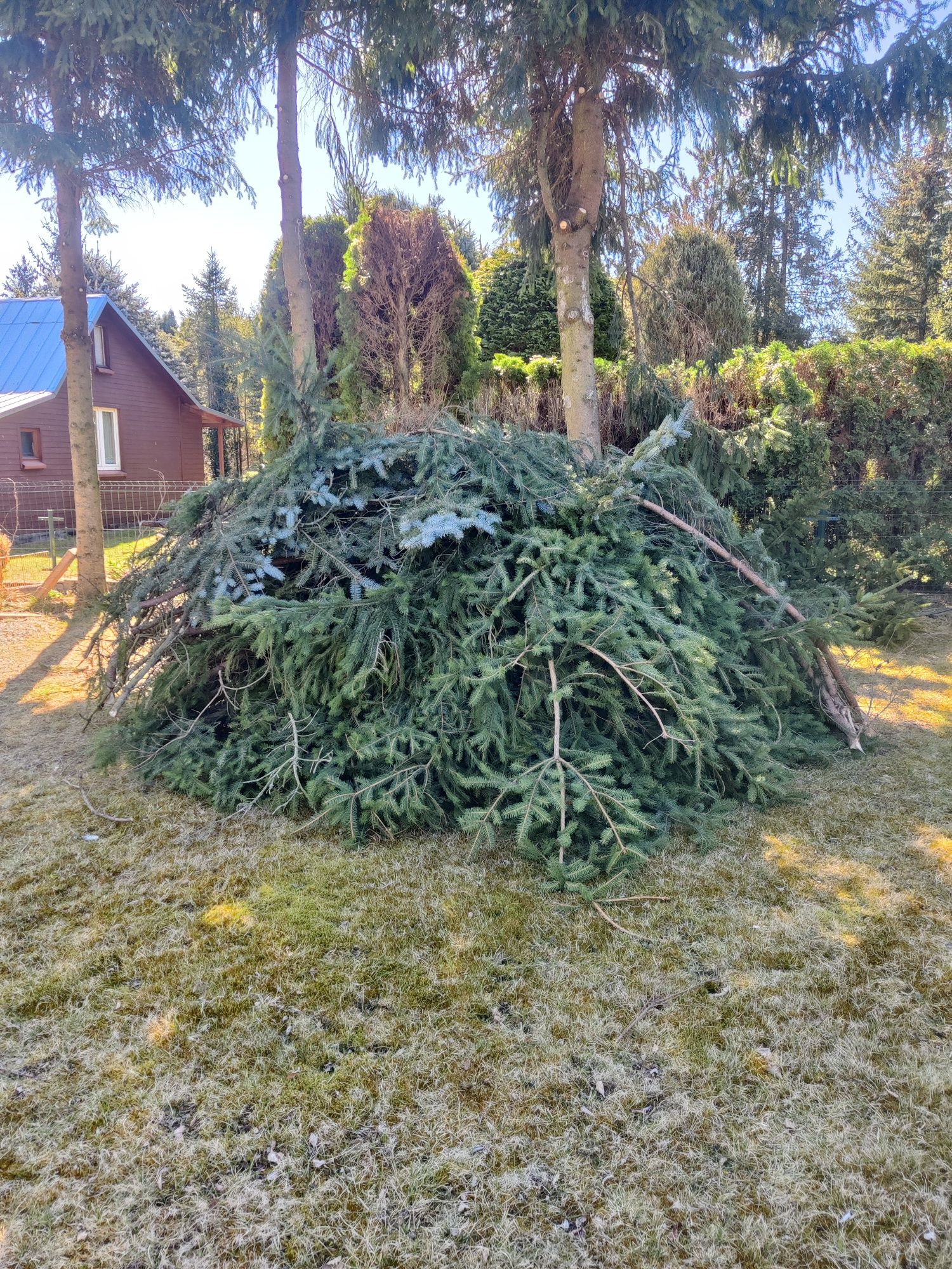 Gałęzie  pieńki brzozowe, deski