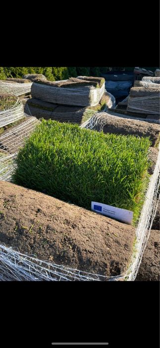 Trawnik z rolki Trawa z Rolki Premium