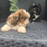Shih tzu, po małych rodzicach, rudo biala