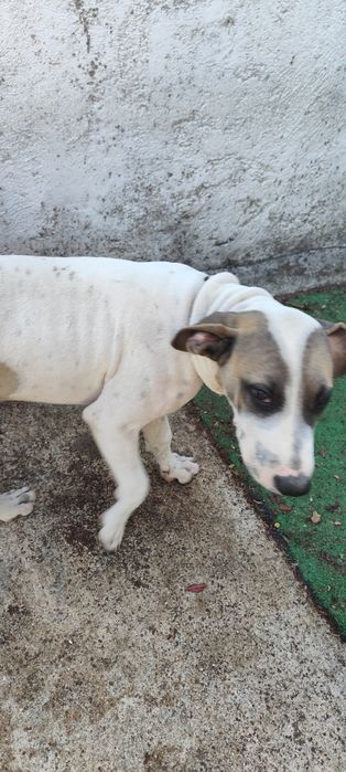 Cão para adoção em viseu