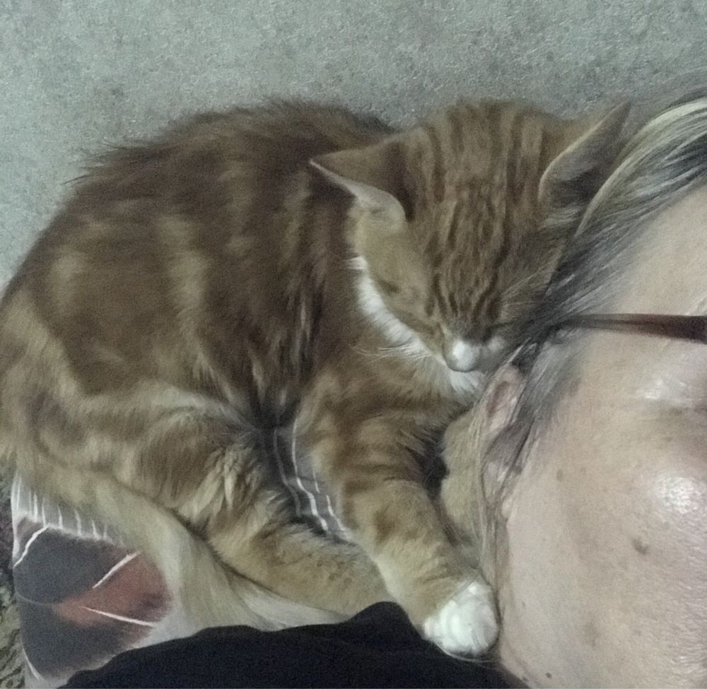 Отдам даром котят