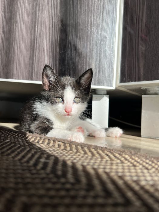 Котики хлопчики, віддам безкоштовно