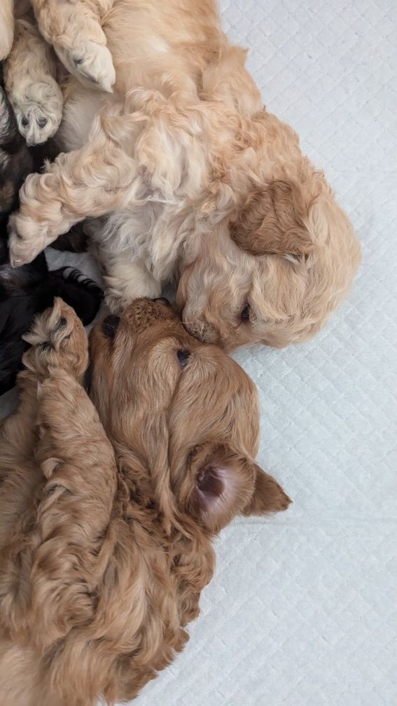Maltipoo F1b przytulanki