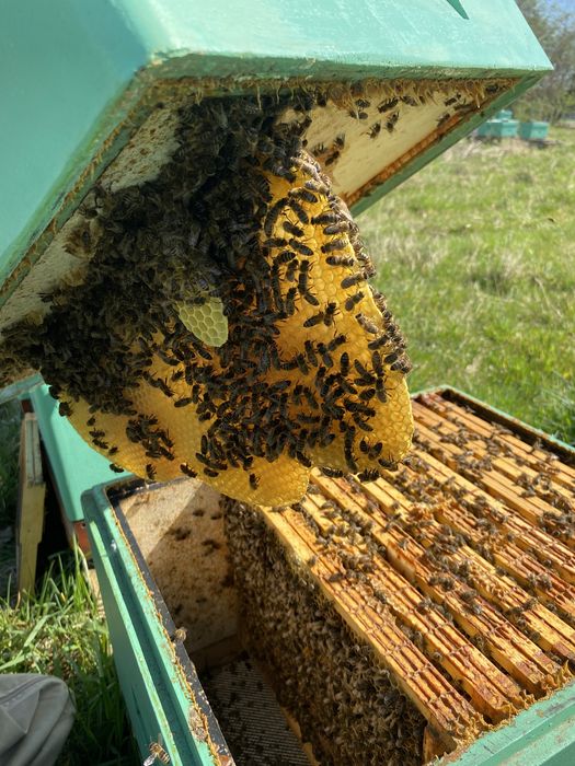 Przezimowane odkłady pszczele 6 ramkowe wielkopolskie