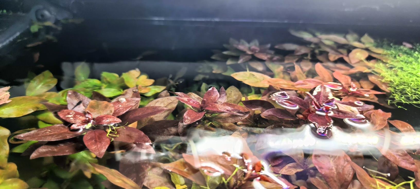 Sprzedam ludwigie Red rubin