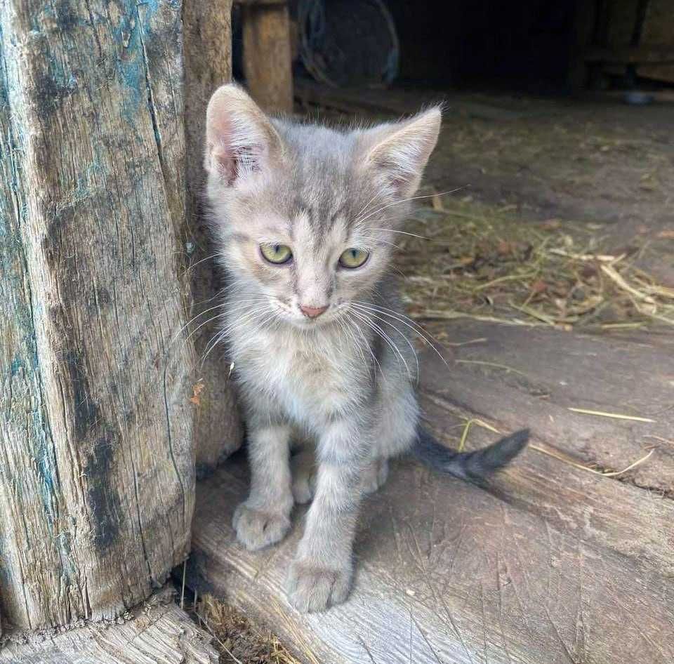 Кошеня хлопчик Ларік шукає дім 2 місяці