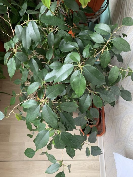 Бегония, фиалка, сансевиерия, хлорофитум, фикус и др.