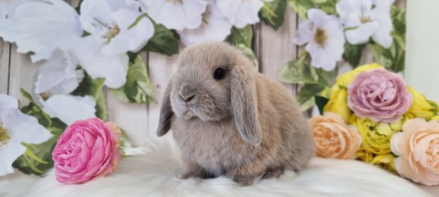 Mini lop śliczne króliczki zapraszamy gotowe do odbioru