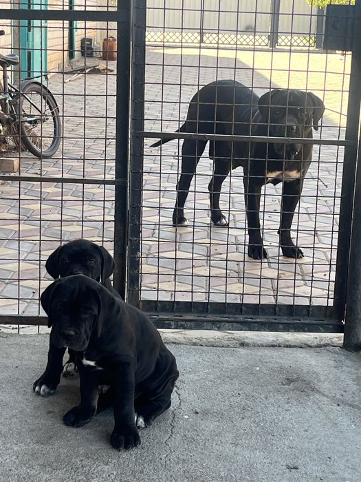 Цуценята cane corso