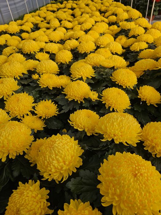 Chryzantemy mazowieckie