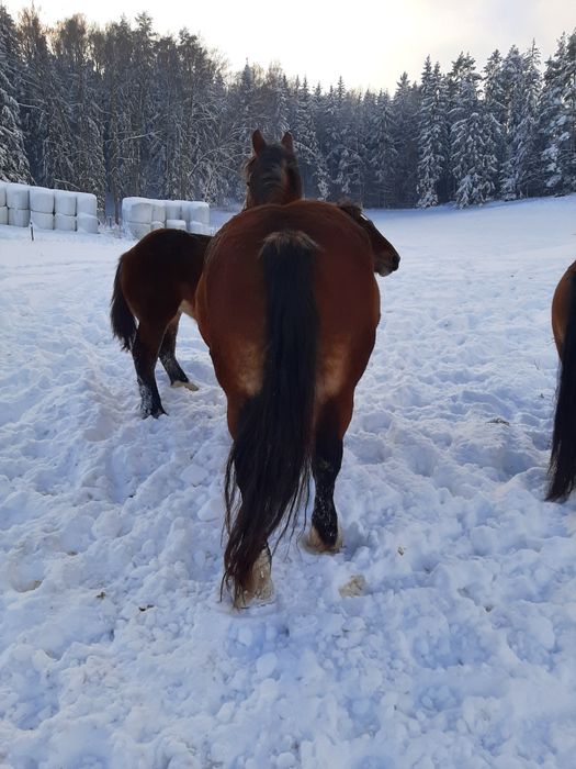 Dwie klacze zimnokrwiste. Księga główna.