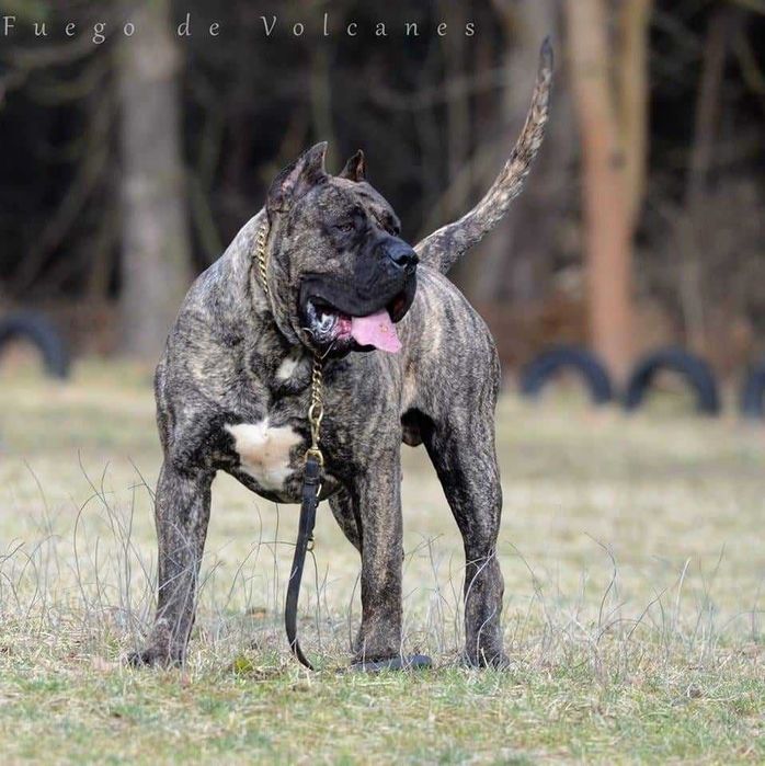 Presa/dogo canario/ dog kanaryjski  ZkwP FCI