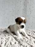 Jack Russell Terrier- śliczna sunia ZKwP FCI