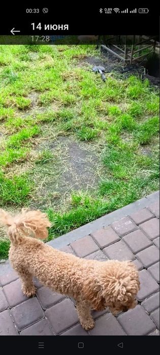 Той пудель вязка