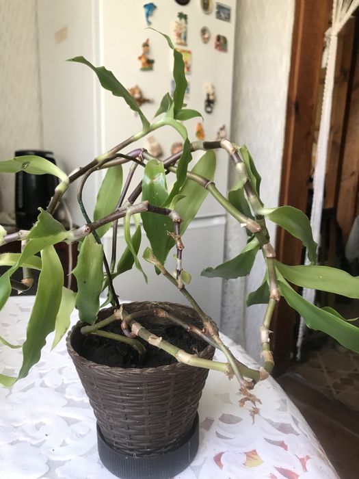 Комнатное целебное растение Золотой Ус