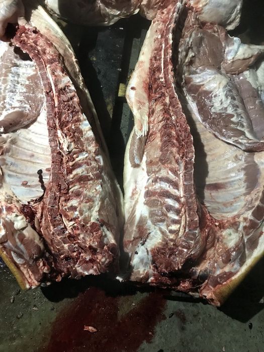 Продам домашніх свинок