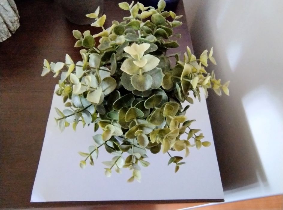 Peperomia tetraphylla - Fejka sztuczna roślina IKEA