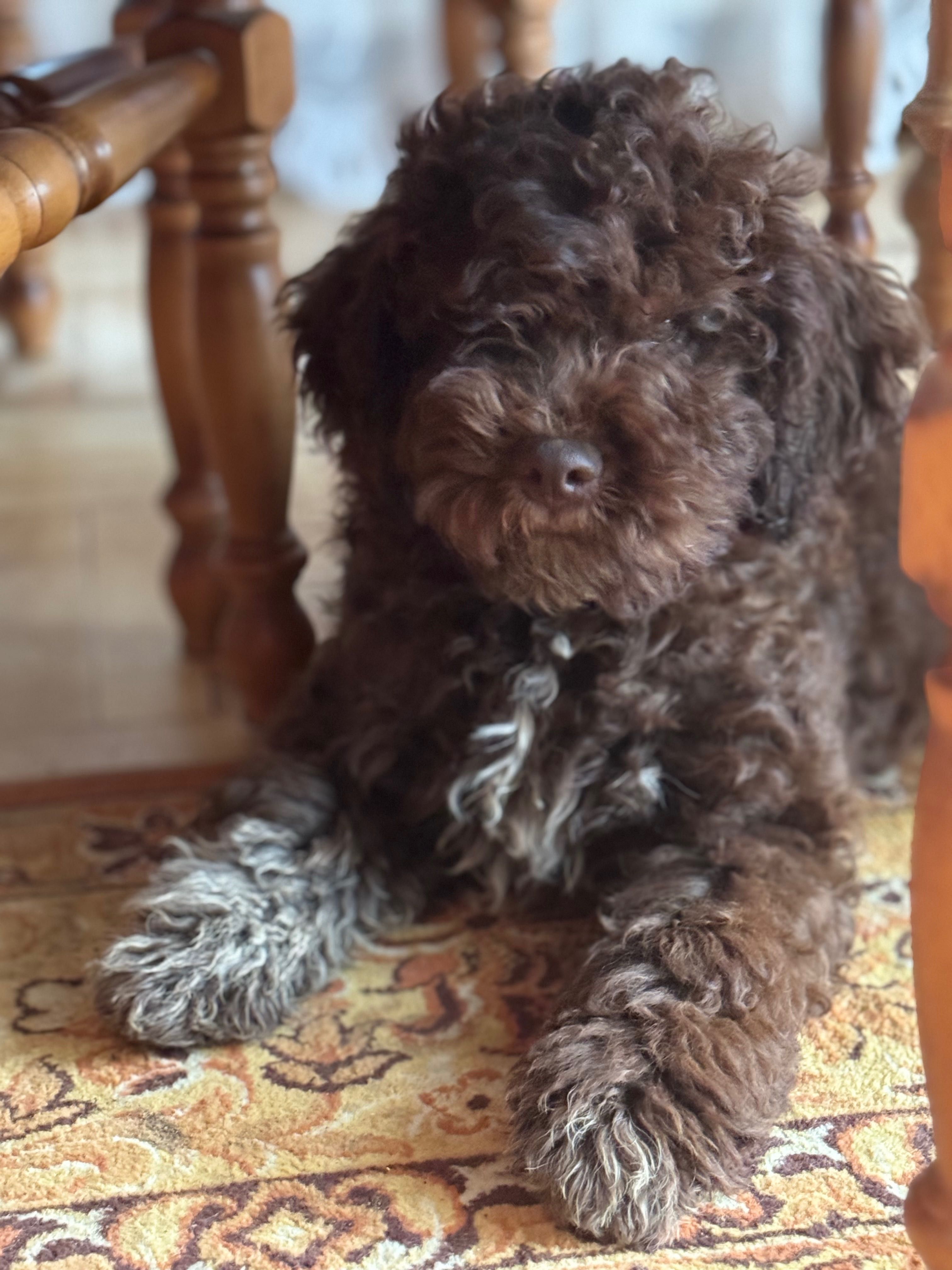 Lagotto Romagnolo FCI