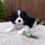Szczeniak Cavalier King Charles Spaniel FCI/ZKWP