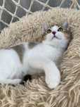 Gatinho Straight