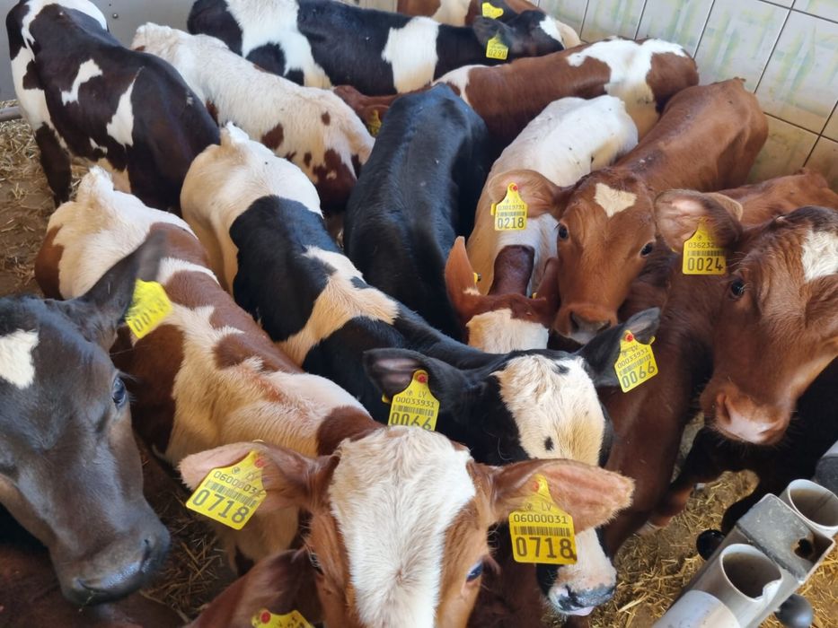 Byczki jałoszki cielaki na sprzedaż