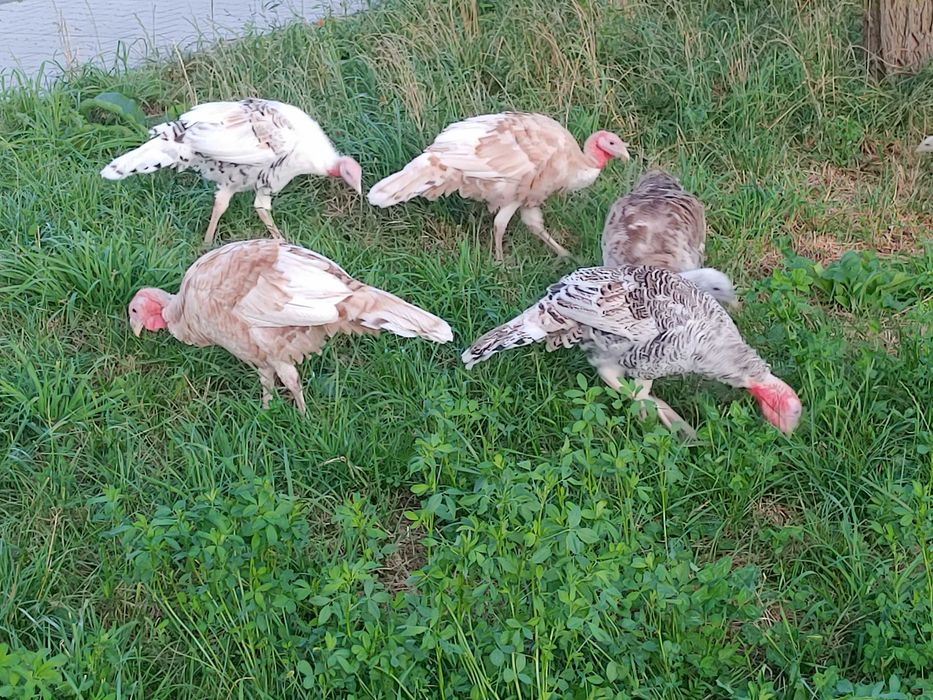 Indyki młode wolny wybieg