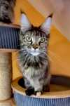 Przepiękna koteczka Maine Coon