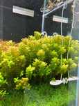Rotala Tulunadensis (Sahyadrica) - MEGA RARYTAS! SUPER CENA!