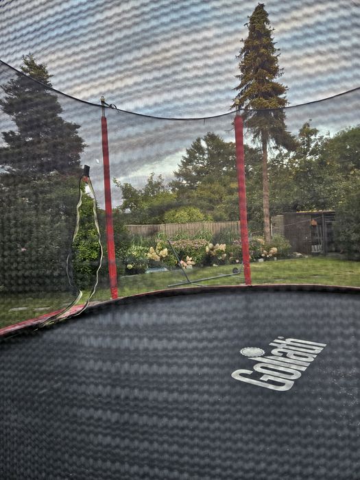 Trampolina goliath