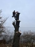 Зрізання аварійних дерев , чистка тереторії, різання дров ,