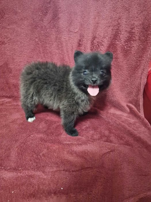 Spitz Alemão anão/Lulu da Pomerânia miniatura Fêmea