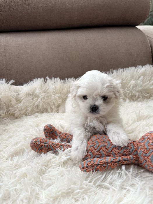 Maltańczyk-maltańczyki.