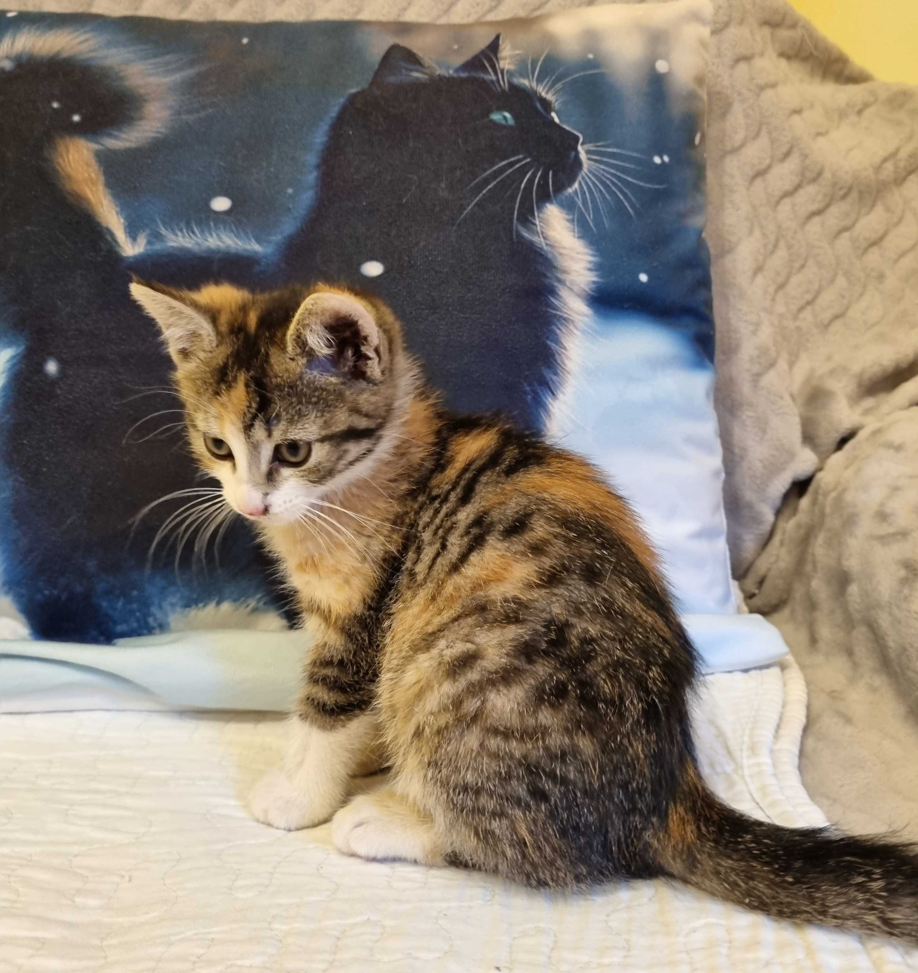 Malutka, cudnej urody ok 2 miesięczna koteczka do adopcji!