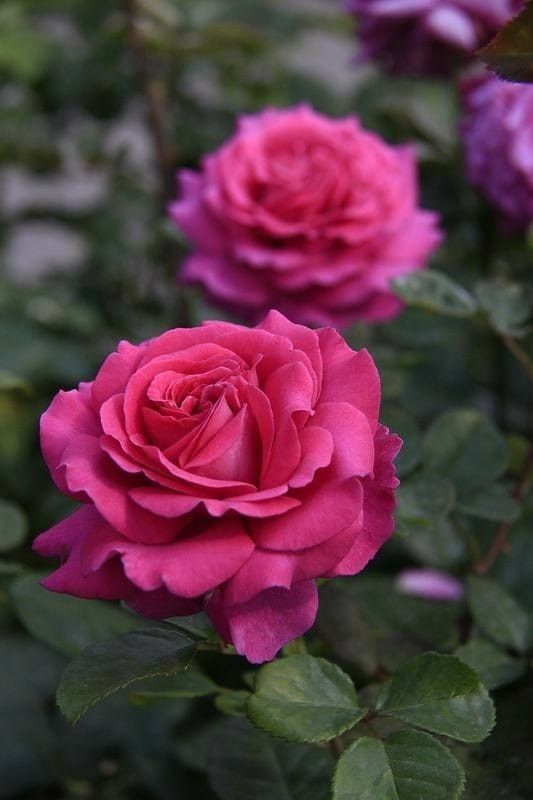 Саджанці троянд для вашого саду!