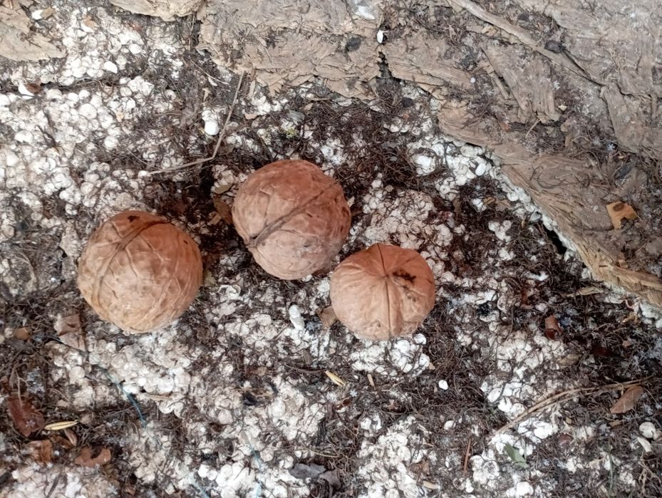 Sprzedam orzechy włoskie posiadam 2 tony