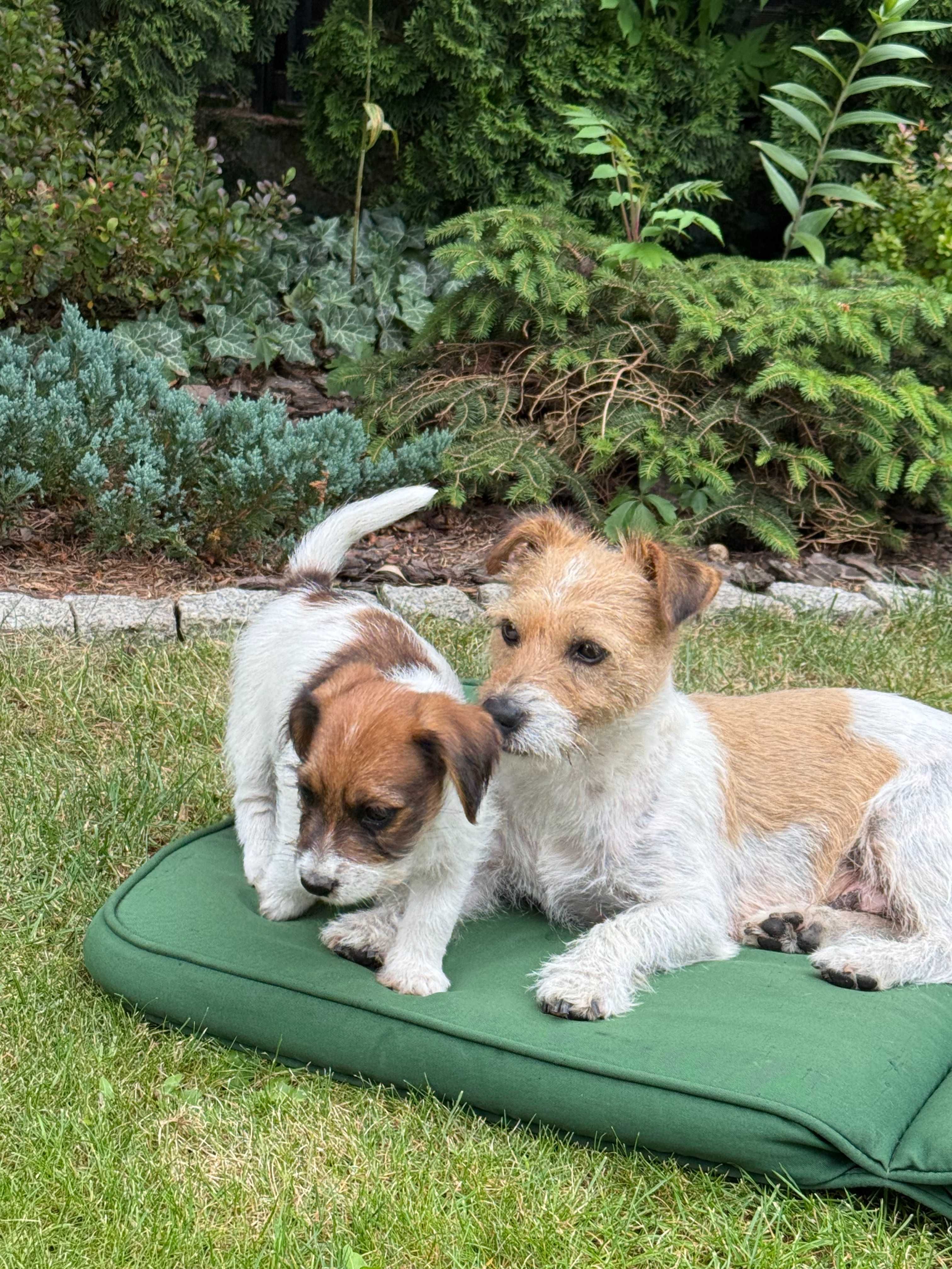 Jack Russell Terrier od #SMARTIE JACKS# rodzice FCI/ ZKwP rough haired