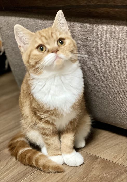 Шотландские вислоушки и прямоушки