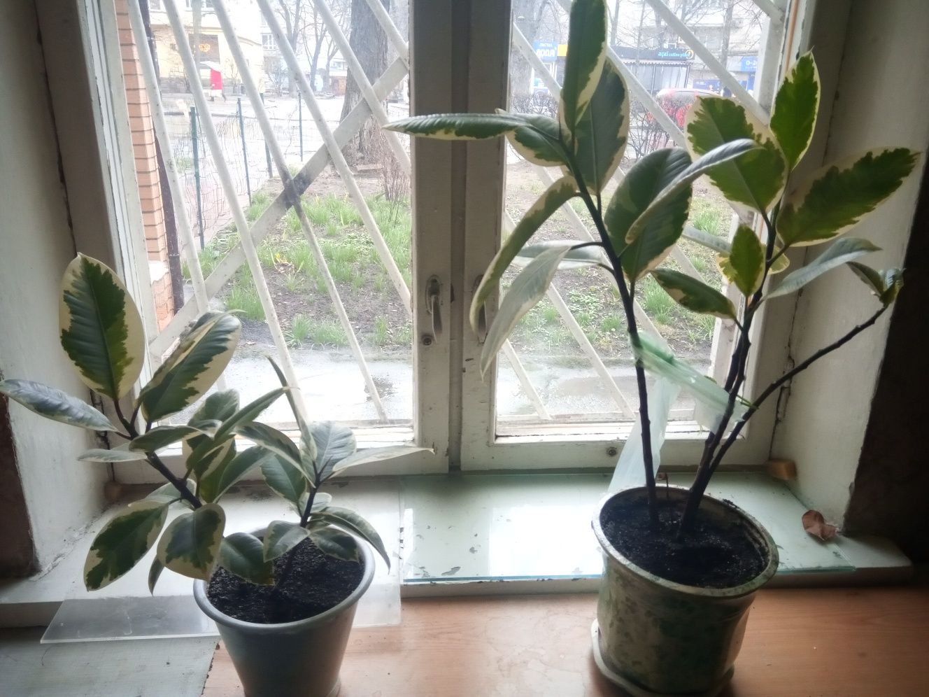9 горшков комнатных растений