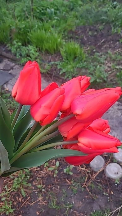 Цибулини  тюльпанів  від 2грн до7грн