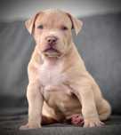 American Bully XL samiec z topowego skojarzenia