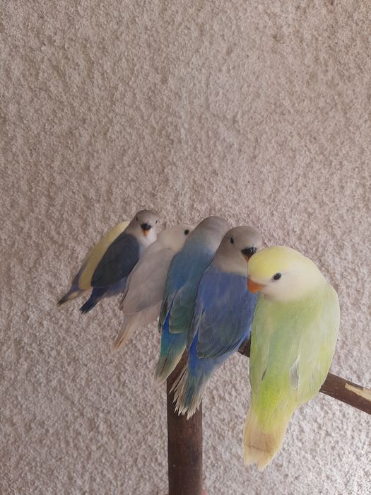 Agapornis Domesticados