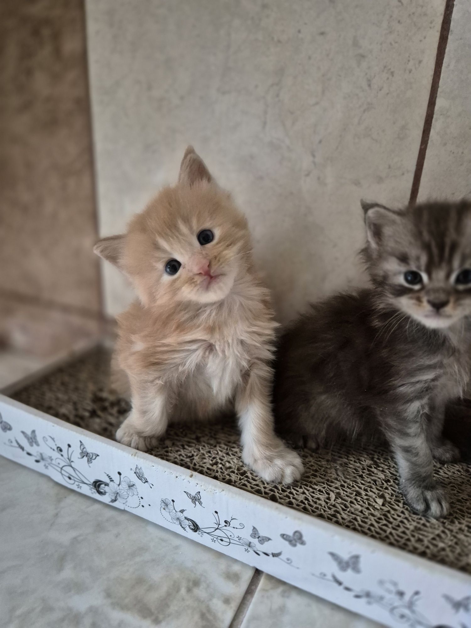 Kotek Maine coon rezerwacja Odbiór październik