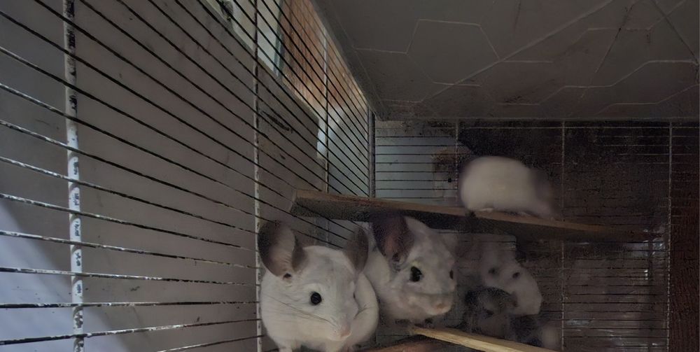 Vendo Chinchilas