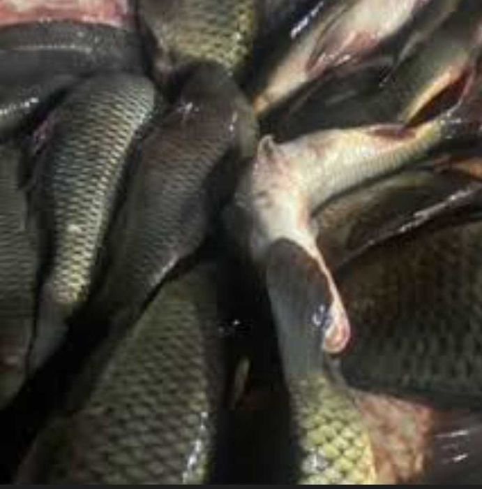 Продам живу рибу опт